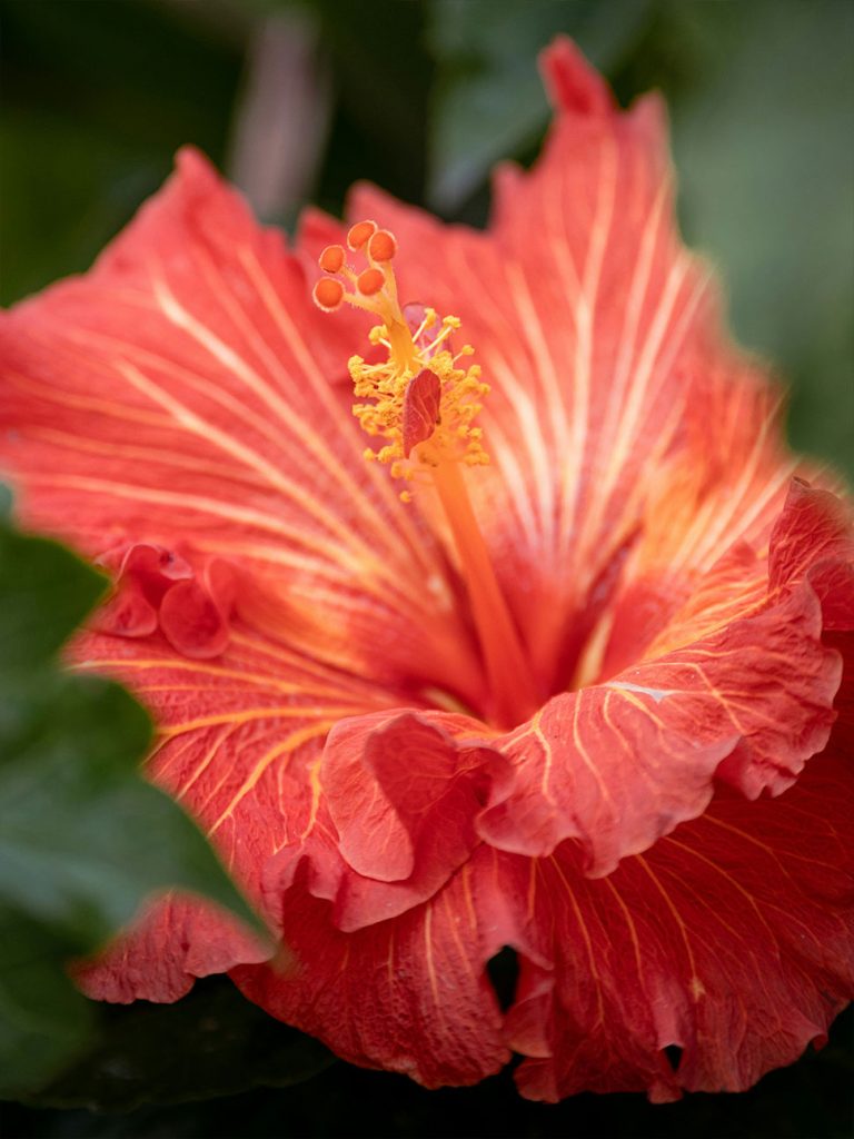 Hibiskus