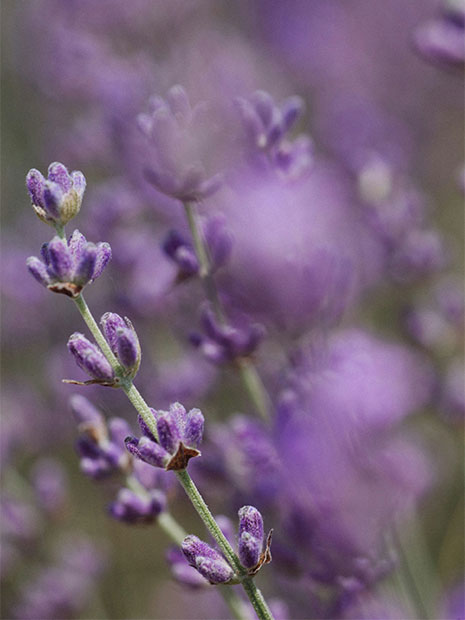 Lavendel