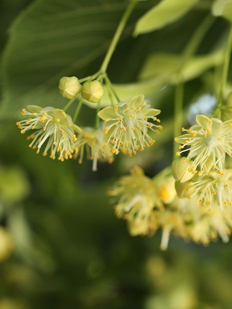 Lindenblüte